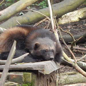 European wolverine 280423