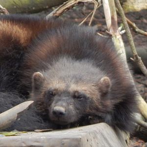 European wolverine 280423