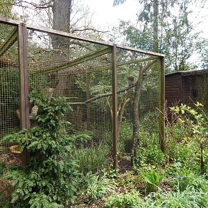 Vermiculated eagle-owl aviary 280423