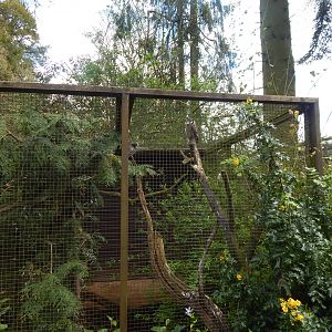 Northern white-faced owl aviary 280423