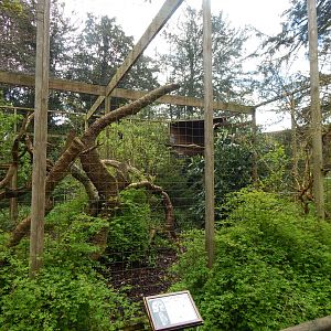 Eurasian great grey owl aviary 280423