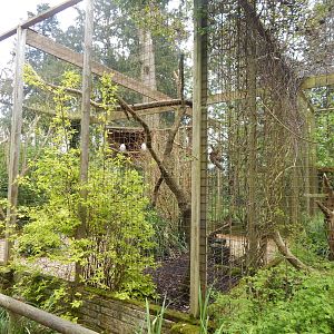 Snowy owl aviary 280423