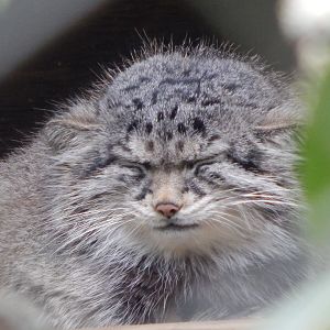 Siberian Pallas' cat 280423