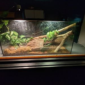 Temporary exhibit for Emerald Tree Boa and Dart Frogs