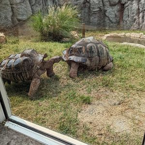 Aldabra Tortoises in the outdoor Komodo Dragon exhibit