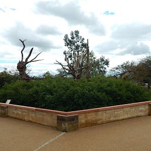 Nepalese red panda enclosure 280423