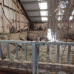 Southern white rhinoceros enclosure indoors 280423