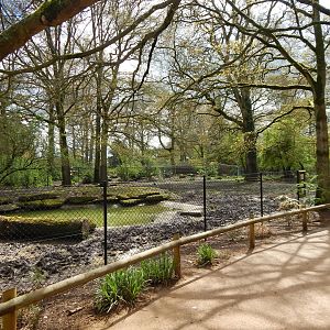 South American tapir and Capybara enclosure 280423