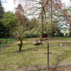 Southern screamer enclosure 280423