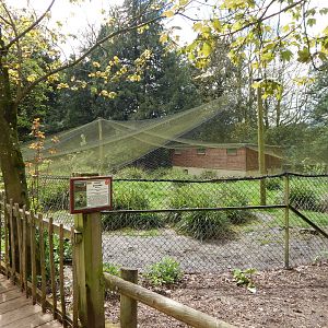 Great bustard aviary 280423