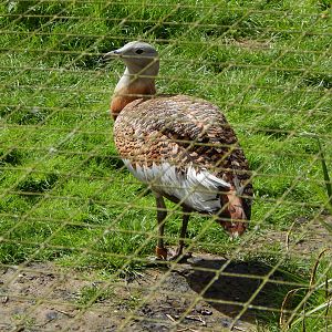 Great bustard 280423