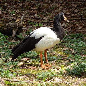 Magpie goose 280423