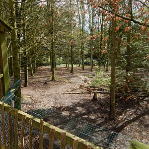 Eurasian wolf enclosure 280423