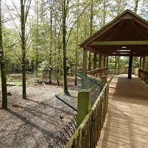 Eurasian wolf enclosure 280423