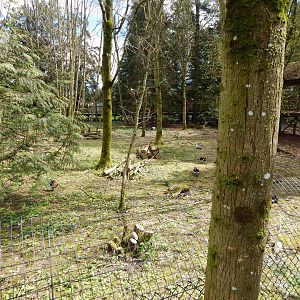 View towards Indochinese clouded leopard enclosure 280423