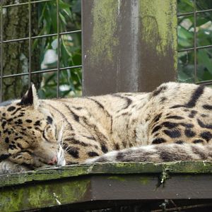 Indochinese clouded leopard 280423