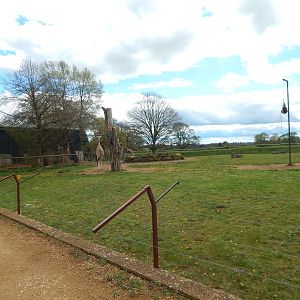 Giraffe enclosure 280423