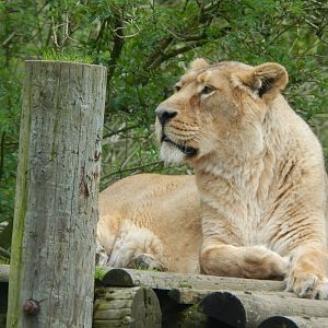 Asiatic lion 280423