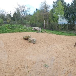 Asiatic lion enclosure 280423