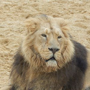 Asiatic lion 280423