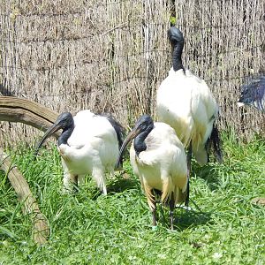 Sacred ibises 280423