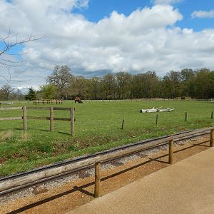 Bactrian camel enclosure 280423
