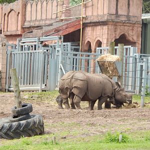 Indian rhinoceros 150523