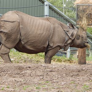 Indian rhinoceros 150523