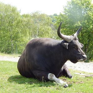 Javan banteng 150523