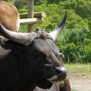 Javan banteng 150523