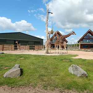 Giraffe and lodges 150523