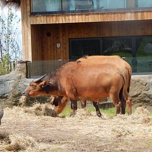 Red buffaloes 150523