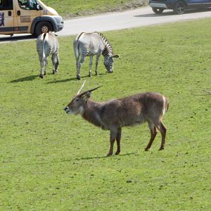 Common waterbuck 150523