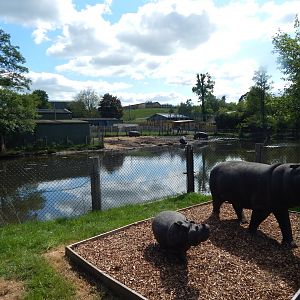 Common hippopotamus enclosure 150523
