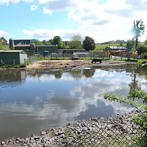 Common hippopotamus enclosure 150523