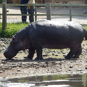Common hippopotamus 150523