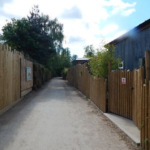 Tiger Tropics 150523