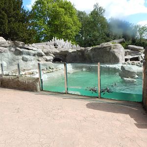 Penguin enclosure 150523