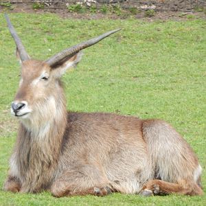 Common waterbuck 150523