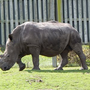 Southern white rhinoceros 150523