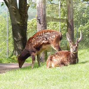 Visayan spotted deer 150523