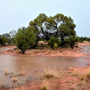 Desert after rain.