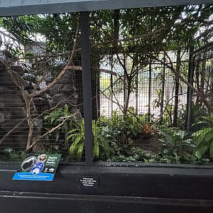 Temporary Raggiana Bird-of-paradise Exhibit