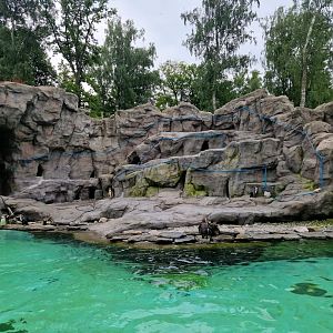 Humboldt Penguin exhibit