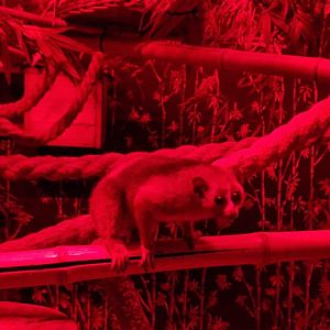 Pygmy Slow Loris