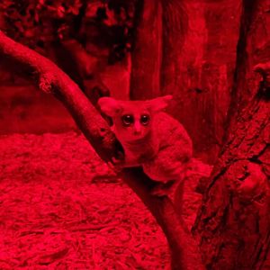Senegal Bushbaby
