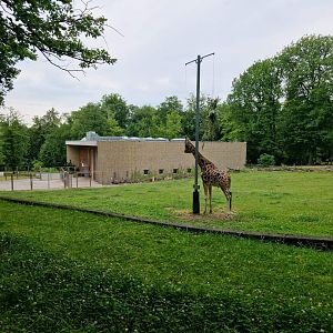Rotschildt’s Giraffe yard