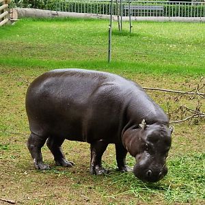 Pygmy hippo