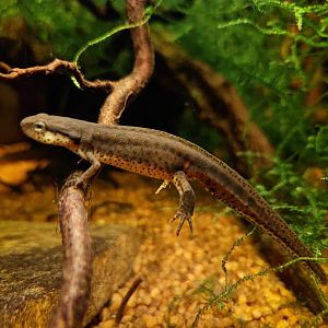 Eastern Newt