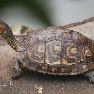 Central American wood turtle